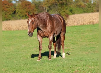 American Quarter Horse, Wallach, 7 Jahre, Roan-Red