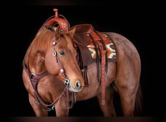 American Quarter Horse, Wallach, 7 Jahre, Roan-Red