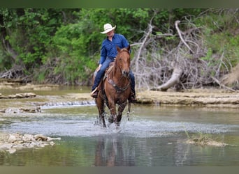 American Quarter Horse, Wallach, 7 Jahre, Roan-Red