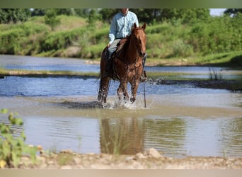 American Quarter Horse, Wallach, 7 Jahre, Roan-Red