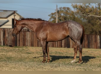 American Quarter Horse, Wallach, 7 Jahre, Roan-Red