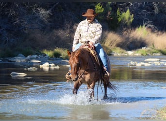 American Quarter Horse, Wallach, 7 Jahre, Roan-Red