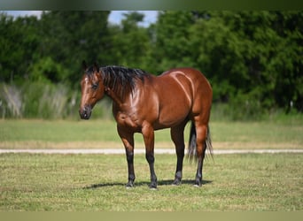 American Quarter Horse, Wallach, 7 Jahre, Rotbrauner