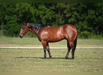 American Quarter Horse, Wallach, 7 Jahre, Rotbrauner