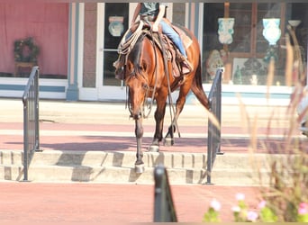 American Quarter Horse Mix, Wallach, 7 Jahre, Rotbrauner