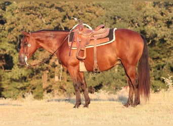 American Quarter Horse Mix, Wallach, 7 Jahre, Rotbrauner