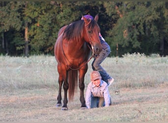 American Quarter Horse Mix, Wallach, 7 Jahre, Rotbrauner