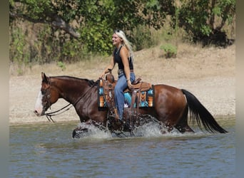 American Quarter Horse, Wallach, 7 Jahre, Rotbrauner