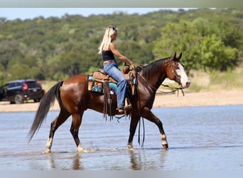 American Quarter Horse, Wallach, 7 Jahre, Rotbrauner