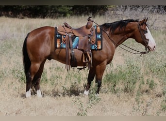 American Quarter Horse, Wallach, 7 Jahre, Rotbrauner