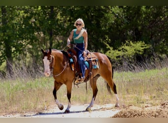 American Quarter Horse, Wallach, 7 Jahre, Rotbrauner