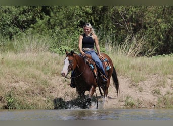 American Quarter Horse, Wallach, 7 Jahre, Rotbrauner
