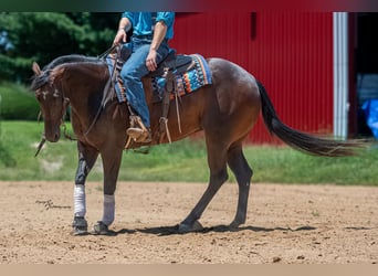 American Quarter Horse, Wallach, 7 Jahre, Rotbrauner
