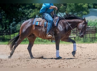 American Quarter Horse, Wallach, 7 Jahre, Rotbrauner