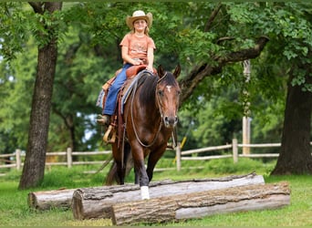 American Quarter Horse, Wallach, 7 Jahre, Rotbrauner