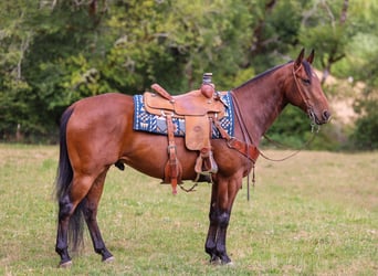 American Quarter Horse, Wallach, 7 Jahre, Rotbrauner