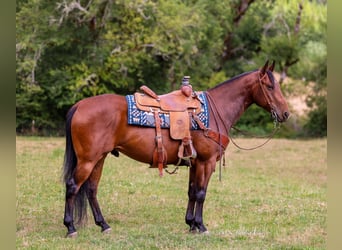 American Quarter Horse, Wallach, 7 Jahre, Rotbrauner