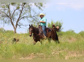American Quarter Horse, Wallach, 7 Jahre, Rotbrauner