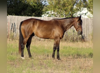 American Quarter Horse, Wallach, 7 Jahre, Rotbrauner