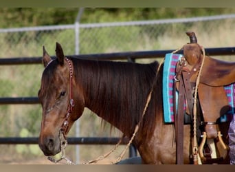 American Quarter Horse, Wallach, 7 Jahre, Rotbrauner