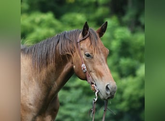 American Quarter Horse, Wallach, 7 Jahre, Rotbrauner