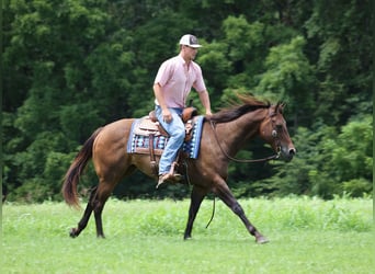 American Quarter Horse, Wallach, 7 Jahre, Rotbrauner