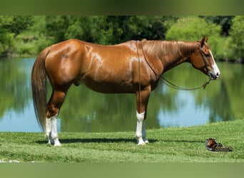 American Quarter Horse, Wallach, 7 Jahre, Rotfuchs
