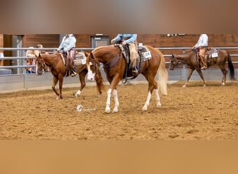American Quarter Horse, Wallach, 7 Jahre, Rotfuchs