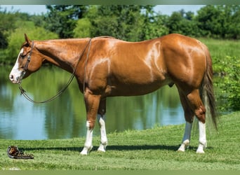American Quarter Horse, Wallach, 7 Jahre, Rotfuchs