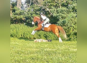 American Quarter Horse, Wallach, 7 Jahre, Rotfuchs