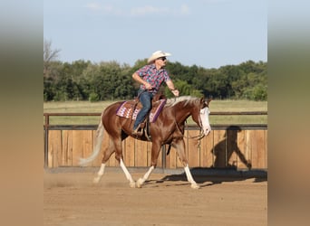 American Quarter Horse, Wallach, 7 Jahre, Rotfuchs