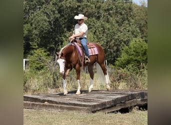 American Quarter Horse, Wallach, 7 Jahre, Rotfuchs