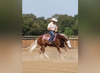 American Quarter Horse, Wallach, 7 Jahre, Rotfuchs
