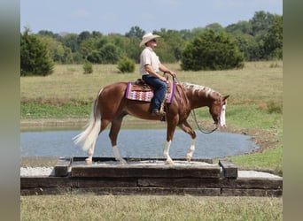 American Quarter Horse, Wallach, 7 Jahre, Rotfuchs