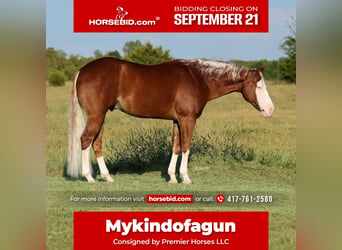 American Quarter Horse, Wallach, 7 Jahre, Rotfuchs