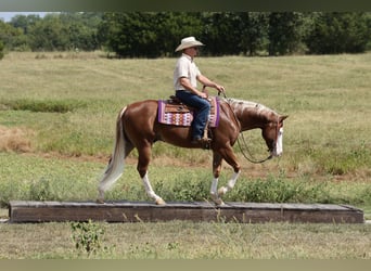 American Quarter Horse, Wallach, 7 Jahre, Rotfuchs