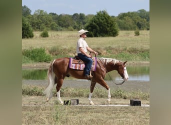 American Quarter Horse, Wallach, 7 Jahre, Rotfuchs