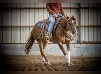 American Quarter Horse, Wallach, 7 Jahre, Rotfuchs
