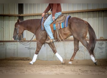 American Quarter Horse, Wallach, 7 Jahre, Rotfuchs