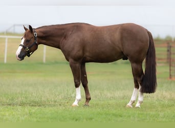 American Quarter Horse, Wallach, 7 Jahre, Rotfuchs