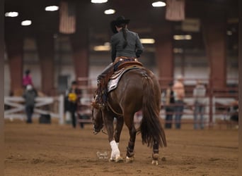 American Quarter Horse, Wallach, 7 Jahre, Rotfuchs