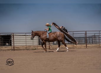 American Quarter Horse, Wallach, 7 Jahre, Rotfuchs