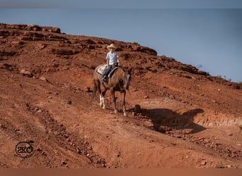 American Quarter Horse, Wallach, 7 Jahre, Rotfuchs