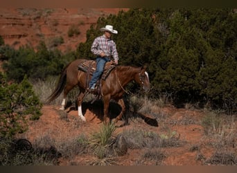 American Quarter Horse, Wallach, 7 Jahre, Rotfuchs