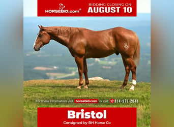 American Quarter Horse, Wallach, 7 Jahre, Rotfuchs