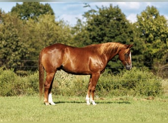 American Quarter Horse, Wallach, 7 Jahre, Rotfuchs