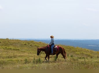 American Quarter Horse, Wallach, 7 Jahre, Rotfuchs
