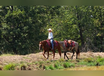 American Quarter Horse, Wallach, 7 Jahre, Rotfuchs