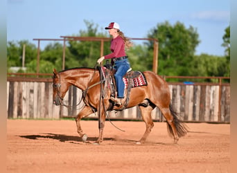American Quarter Horse, Wallach, 7 Jahre, Rotfuchs