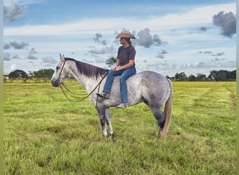 American Quarter Horse, Wallach, 7 Jahre, Schimmel